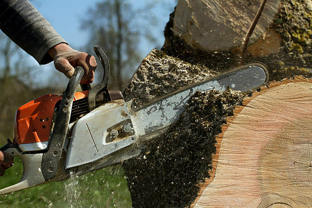 How Our Tree Care Process Works  in  Draper, UT